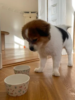 Sale Djerf Avenue All Around Bowl Small Summer Berries