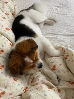 Best Sale Djerf Avenue Muslin Duvet Cover Fruit